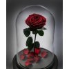Вечные розы в колбе от официального дилера в России
