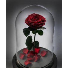 Вечная роза в колбе красная модель redrose от Кения